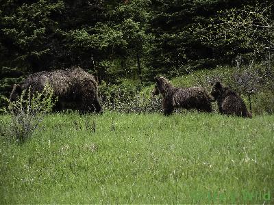 Grizzly Bears