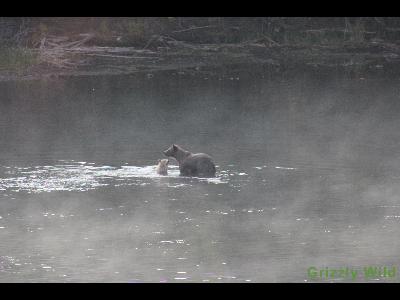 Grizzly Bears