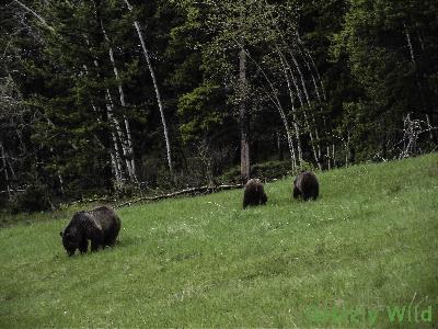 Grizzly Bears