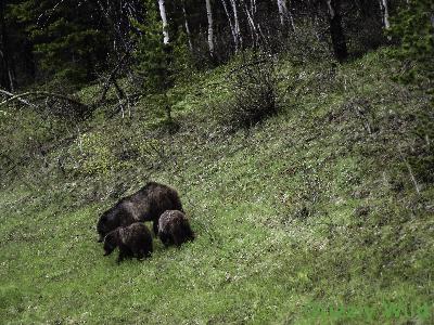 Grizzly Bears