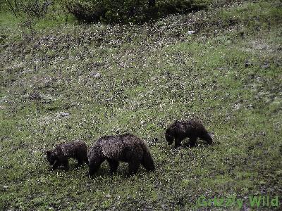 Grizzly Bears