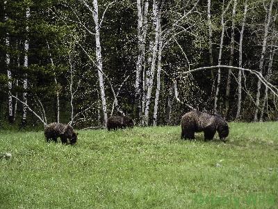 Grizzly Bears