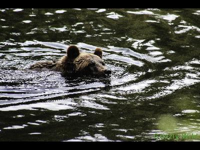 Grizzly Bears