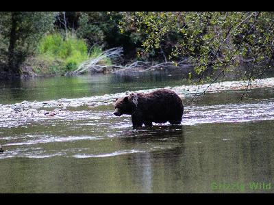 Grizzly Bears