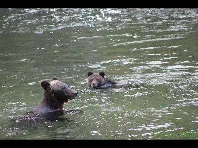 Grizzly Bears