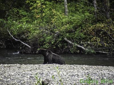 Grizzly Bears