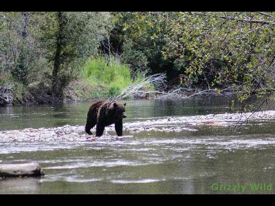 Grizzly Bears