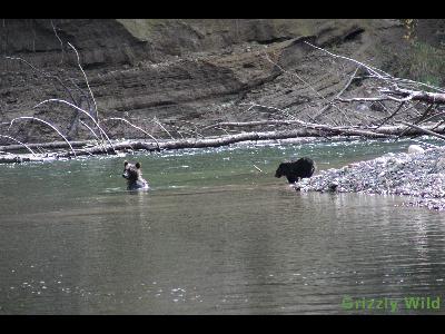 Grizzly Bears