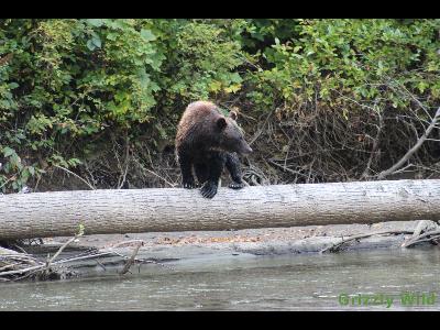 Grizzly Bears