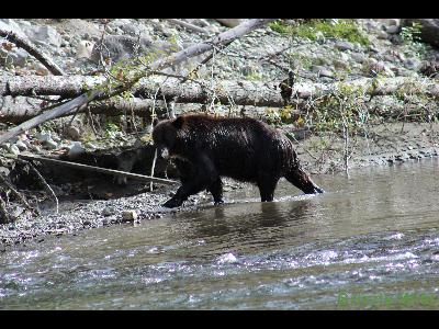 Grizzly Bears