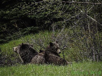 Grizzly Bears