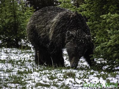 Grizzly Bears