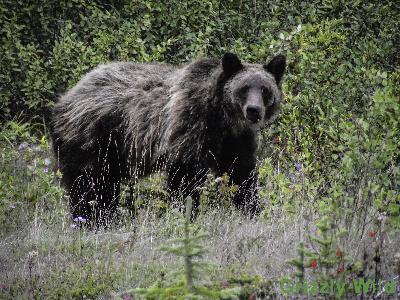 Grizzly Bears