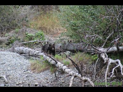 Grizzly Bears