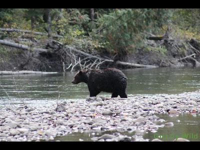 Grizzly Bears