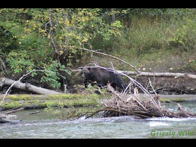 Grizzly Bears