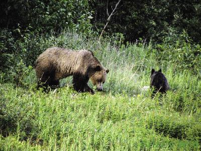 Grizzly Bears