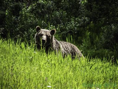 Grizzly Bears