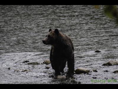 Grizzly Bears