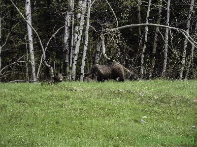 Grizzly Bears