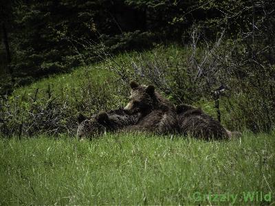 Grizzly Bears