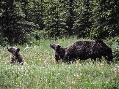 Grizzly Bears