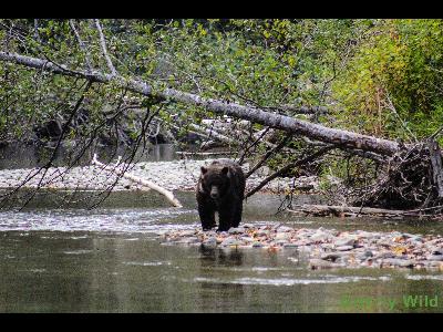 Grizzly Bears