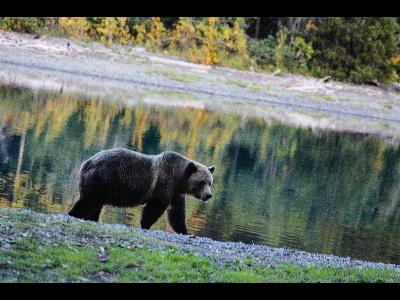 Grizzly Bears