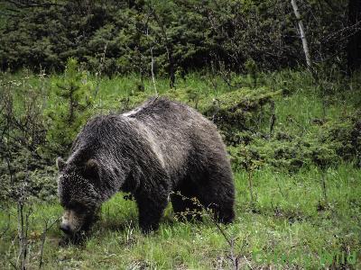 Grizzly Bears