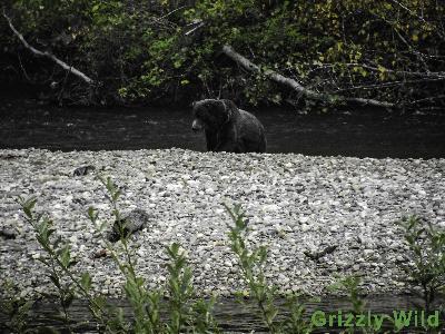 Grizzly Bears