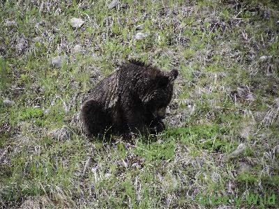 Grizzly Bears