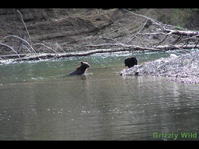 Grizzly Bears