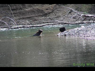 Grizzly Bears