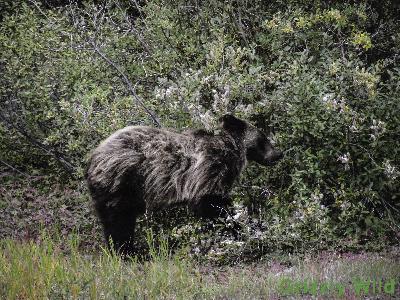 Grizzly Bears