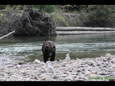 Grizzly Bears