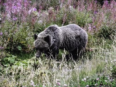 Grizzly Bears