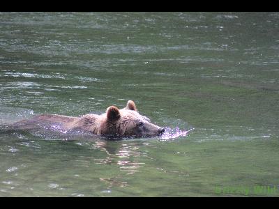 Grizzly Bears