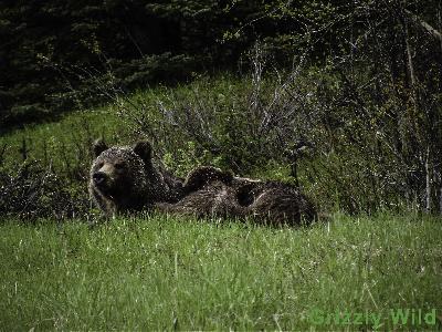 Grizzly Bears