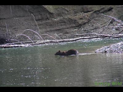 Grizzly Bears