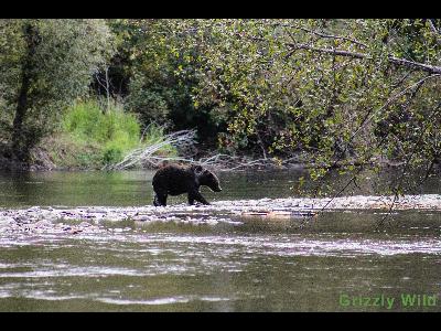 Grizzly Bears