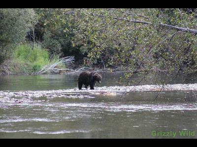 Grizzly Bears