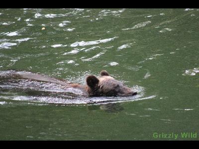 Grizzly Bears