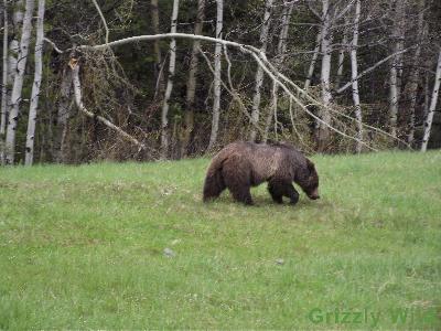 Grizzly Bears