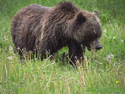 Grizzly Bears