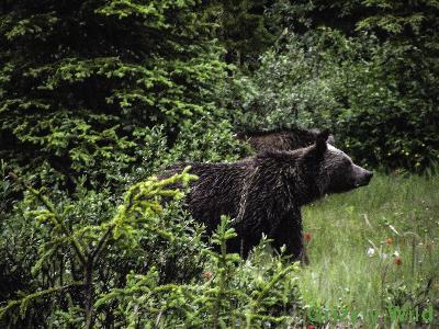 Grizzly Bears