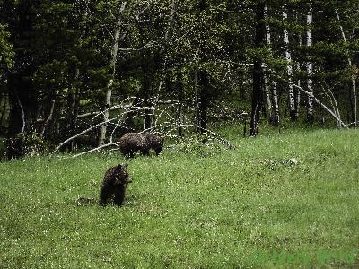 Grizzly Bears