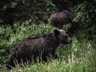 Grizzly Bears