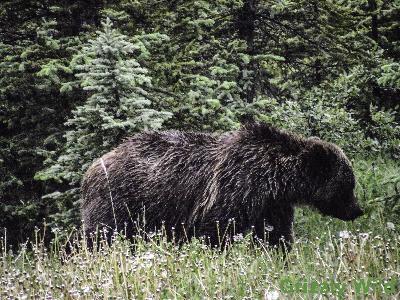 Grizzly Bears