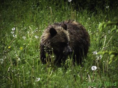 Grizzly Bears