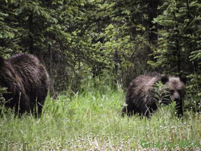 Grizzly Bears